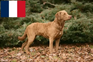 Read more about the article Chesapeake Bay Retriever-opdrættere og hvalpe i Frankrig