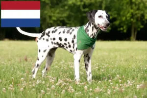 Read more about the article Dalmatineropdrættere og hvalpe i Holland