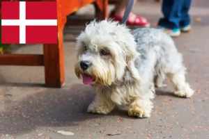 Read more about the article Dandie Dinmont Terrier opdrættere og hvalpe i Danmark