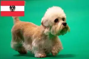 Read more about the article Dandie Dinmont Terrier opdrættere og hvalpe i Østrig