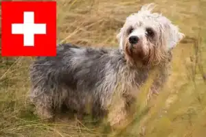 Read more about the article Dandie Dinmont Terrier opdrættere og hvalpe i Schweiz