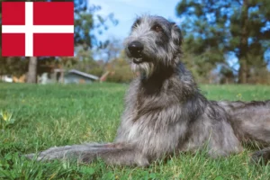 Read more about the article Deerhound-opdrættere og hvalpe i Danmark