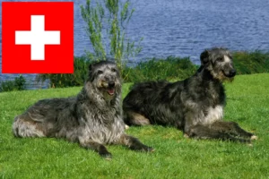 Read more about the article Hjortehundeopdrættere og hvalpe i Schweiz