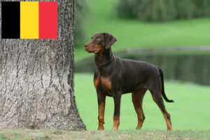 Read more about the article Doberman-opdrættere og hvalpe i Belgien