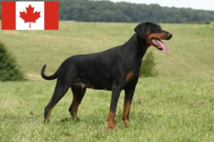 Read more about the article Doberman-opdrættere og hvalpe i Canada