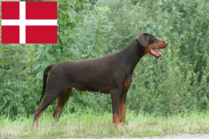 Read more about the article Doberman-opdrættere og hvalpe i Danmark