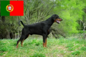 Read more about the article Doberman-opdrættere og hvalpe i Portugal