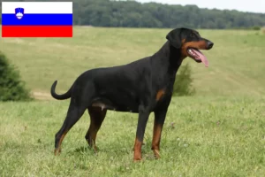 Read more about the article Doberman-opdrættere og hvalpe i Slovenien