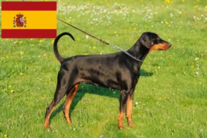 Read more about the article Doberman-opdrættere og hvalpe i Spanien