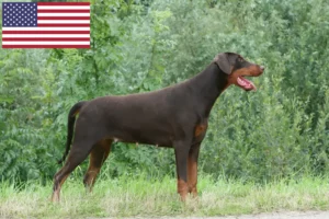 Read more about the article Doberman-opdrættere og hvalpe i USA