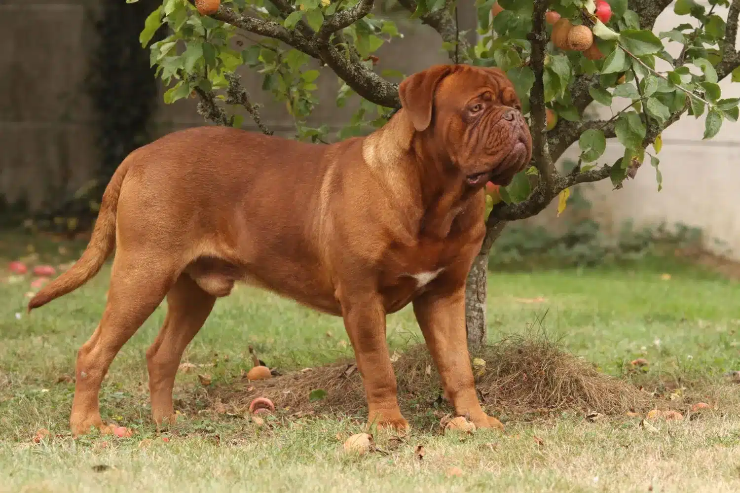 Read more about the article Dogue de Bordeaux-opdrætter