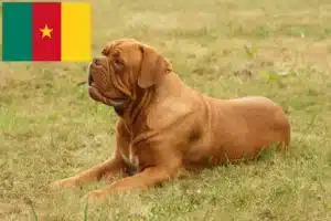 Read more about the article Dogue de Bordeaux-opdrættere og hvalpe i Cameroun