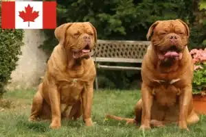 Read more about the article Dogue de Bordeaux opdrættere og hvalpe i Canada