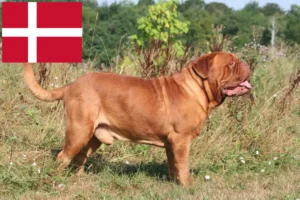 Read more about the article Dogue de Bordeaux opdrættere og hvalpe i Danmark