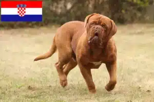 Read more about the article Dogue de Bordeaux opdrættere og hvalpe i Kroatien