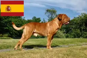 Read more about the article Dogue de Bordeaux-opdrættere og hvalpe i Spanien