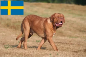 Read more about the article Dogue de Bordeaux opdrættere og hvalpe i Sverige