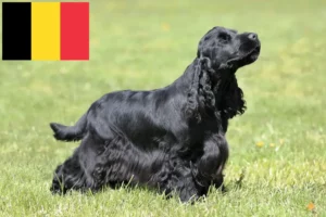 Read more about the article Opdrættere og hvalpe af engelsk cocker spaniel i Belgien