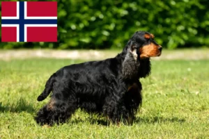Read more about the article Engelsk cocker spaniel opdrættere og hvalpe i Norge