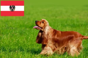 Read more about the article Engelsk cocker spaniel opdrættere og hvalpe i Østrig