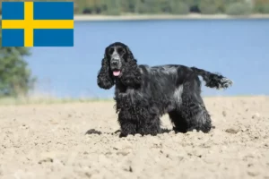 Read more about the article Engelsk Cocker Spaniel opdrættere og hvalpe i Sverige