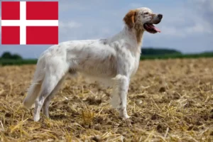 Read more about the article Engelsk Setter opdrættere og hvalpe i Danmark