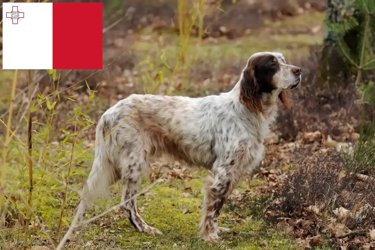 Read more about the article Opdrættere og hvalpe af engelsk setter på Malta