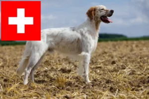 Read more about the article Engelsk setter opdrættere og hvalpe i Schweiz