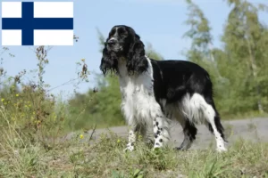 Read more about the article Engelsk Springer Spaniel opdrættere og hvalpe i Finland