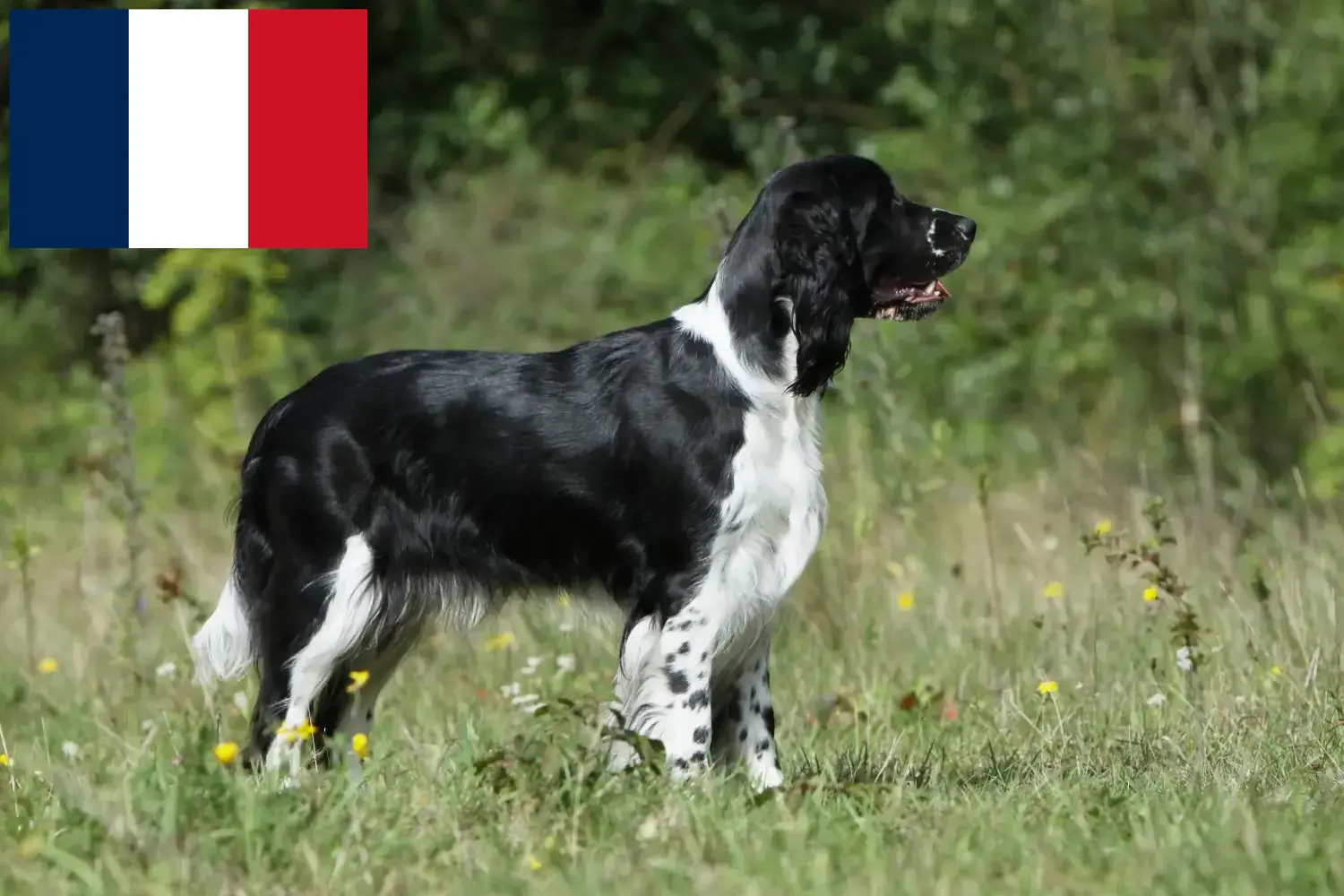 Read more about the article Engelsk Springer Spaniel opdrættere og hvalpe i Frankrig