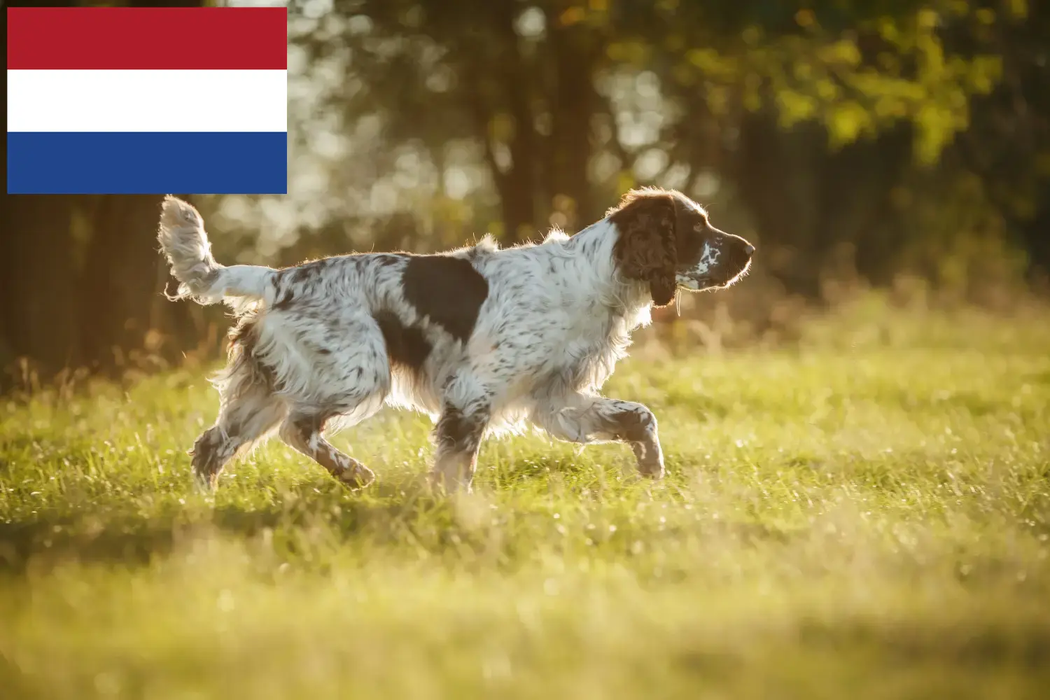 Read more about the article Engelsk Springer Spaniel opdrættere og hvalpe i Holland