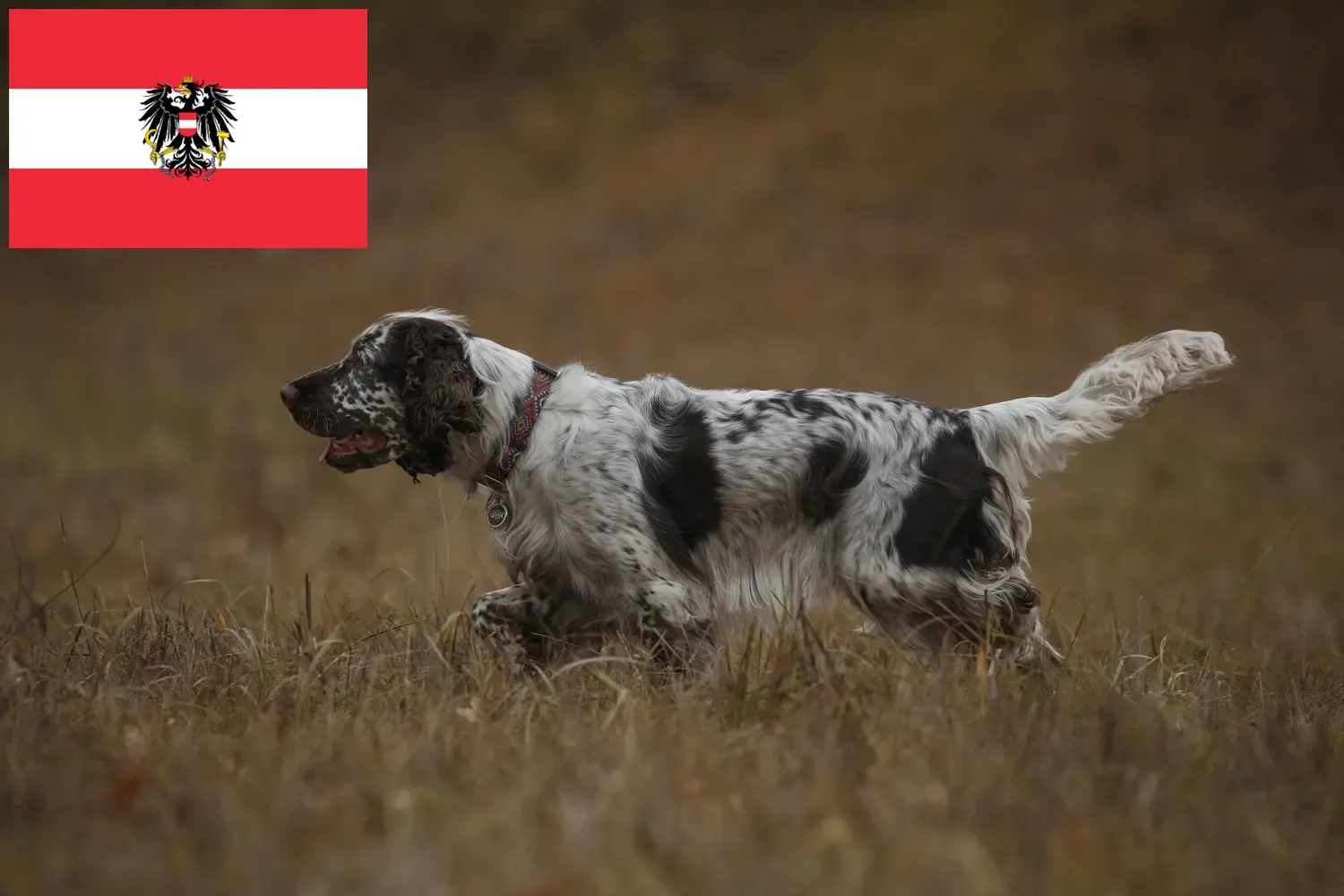 Read more about the article Engelsk Springer Spaniel opdrættere og hvalpe i Østrig