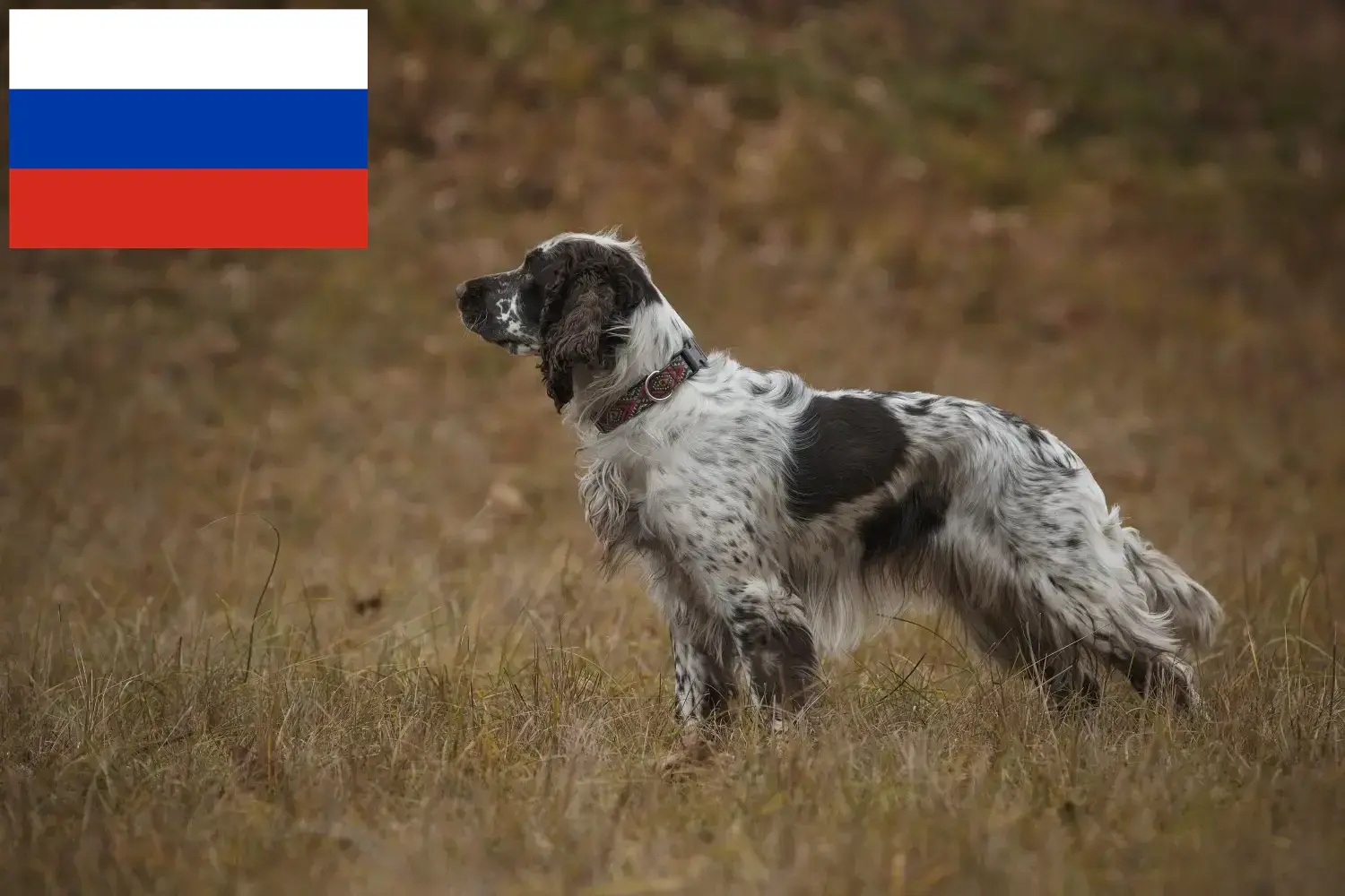 Read more about the article Engelsk Springer Spaniel opdrættere og hvalpe i Rusland