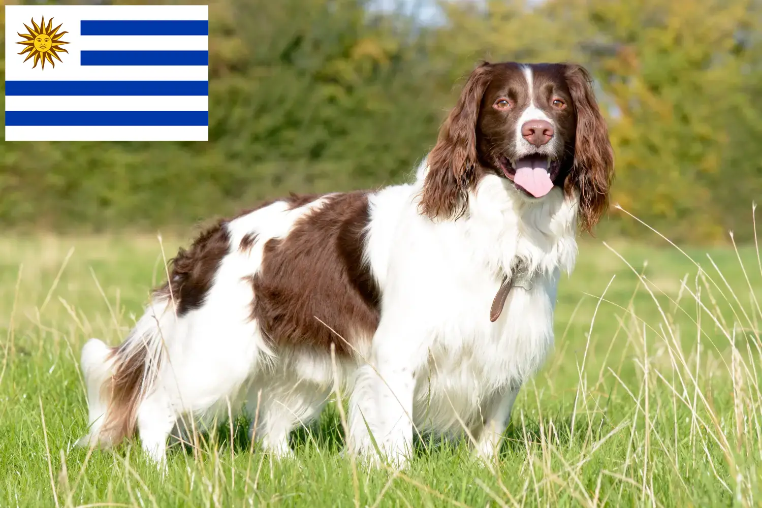 Read more about the article Engelsk Springer Spaniel opdrættere og hvalpe i Uruguay