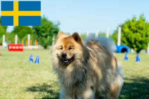 Read more about the article Eurasier-opdrættere og hvalpe i Sverige