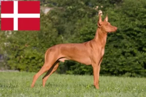 Read more about the article Faraohundeopdrættere og hvalpe i Danmark