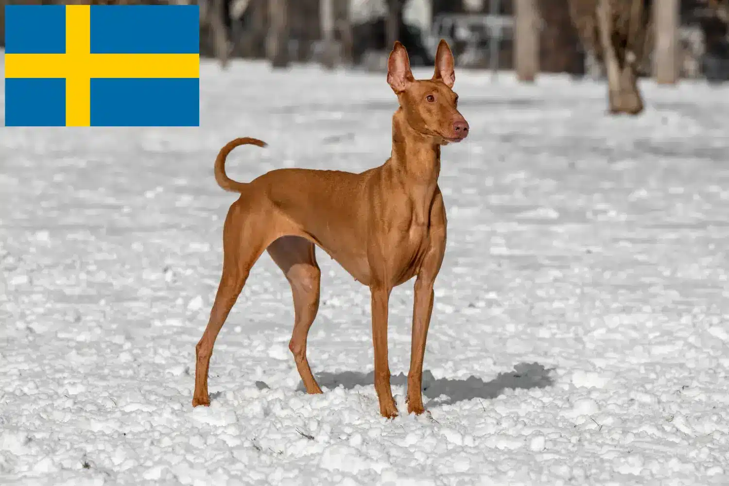 Read more about the article Faraohundeopdrættere og hvalpe i Sverige