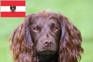 Read more about the article Field Spaniel-opdrættere og hvalpe i Østrig