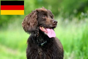 Read more about the article Field Spaniel opdrættere og hvalpe i Tyskland