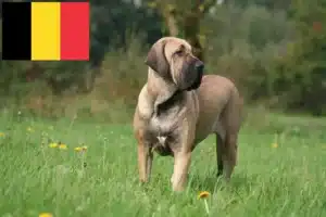 Read more about the article Fila Brasileiro opdrættere og hvalpe i Belgien