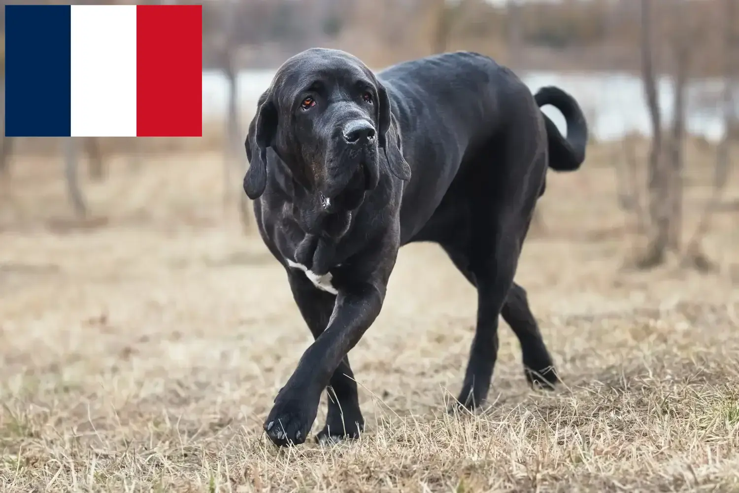 Read more about the article Fila Brasileiro opdrættere og hvalpe i Frankrig