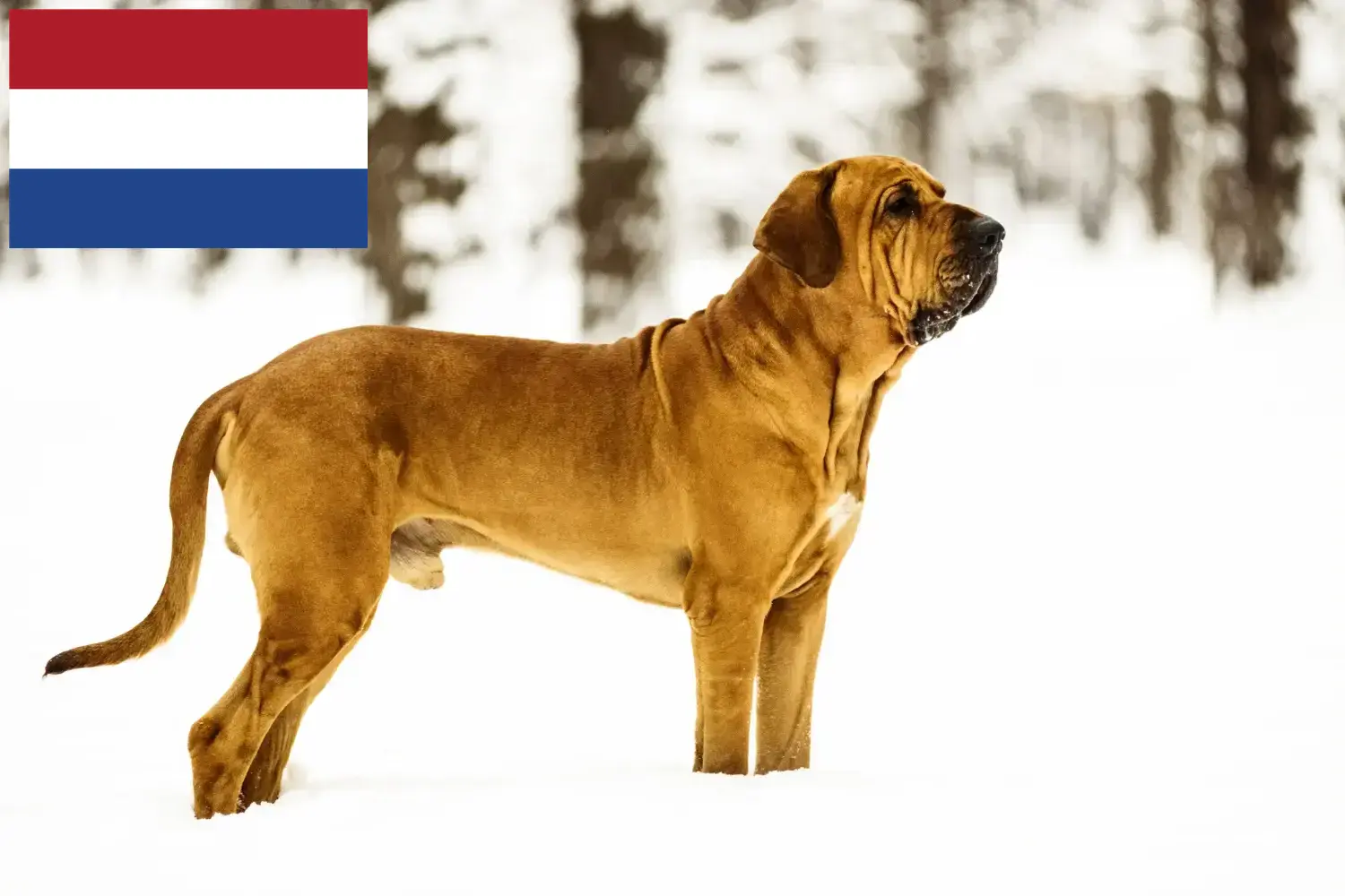 Read more about the article Fila Brasileiro opdrættere og hvalpe i Holland