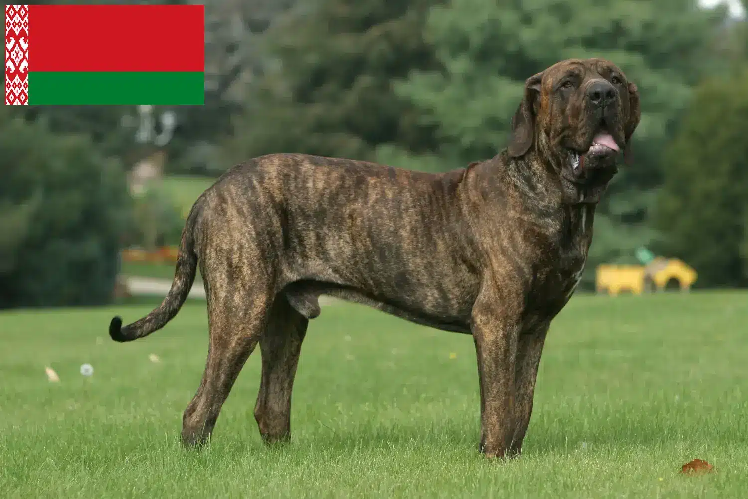 Read more about the article Fila Brasileiro-opdrættere og hvalpe i Hviderusland