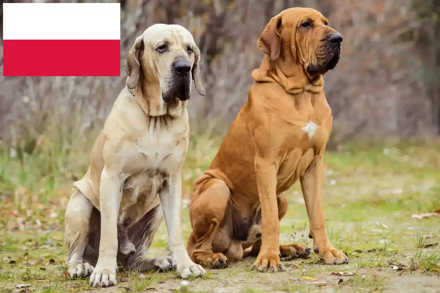 Read more about the article Fila Brasileiro opdrættere og hvalpe i Polen