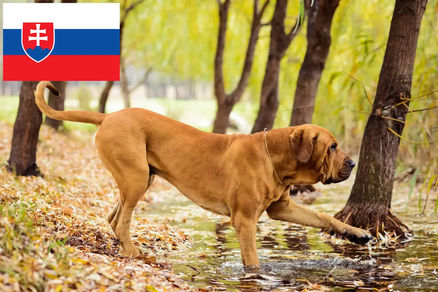 Read more about the article Fila Brasileiro opdrættere og hvalpe i Slovakiet