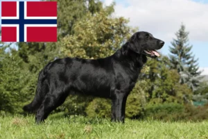 Read more about the article Flat Coated Retriever opdrættere og hvalpe i Norge