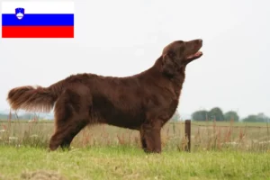 Read more about the article Flat Coated Retriever-opdrættere og hvalpe i Slovenien