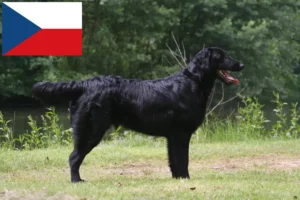 Read more about the article Flat Coated Retriever-opdrættere og hvalpe i Tjekkiet