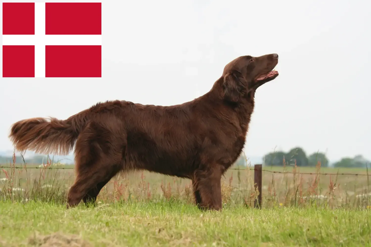 Read more about the article Flat Coated Retriever opdrættere og hvalpe i Danmark