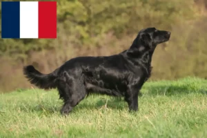 Read more about the article Flat Coated Retriever-opdrættere og hvalpe i Frankrig